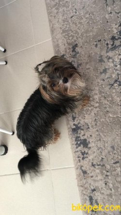 1,5 Yaşında Yorkshire Terrier 3