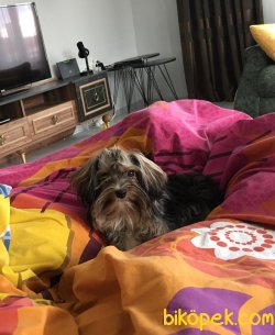 1,5 Yaşında Yorkshire Terrier 1