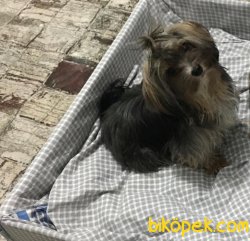 1,5 Yaşında Yorkshire Terrier 2