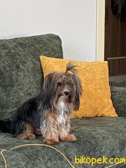 1,5 Yaşında Yorkshire Terrier 4