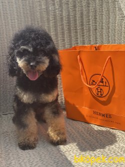 1,8 Kg Black And Tan Nadir Renk Erkek Tea Cup Poodle 4