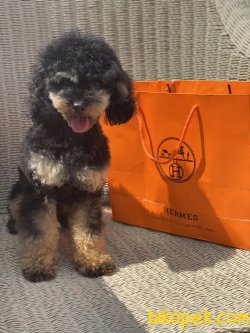 1,8 Kg Black And Tan Nadir Renk Erkek Tea Cup Poodle 3