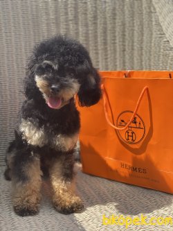 1,8 Kg Black And Tan Nadir Renk Erkek Tea Cup Poodle 2