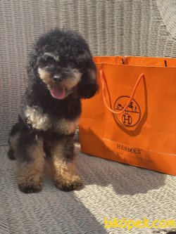 1,8 Kg Black And Tan Nadir Renk Erkek Tea Cup Poodle 1