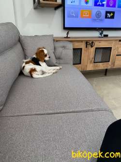 1 Buçuk Yaşında Erkek King Charles 1