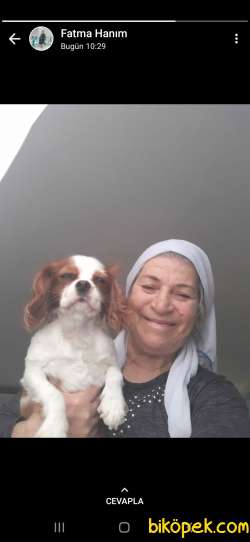1 Buçuk Yaşında Erkek King Charles 2