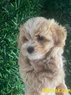 1.KALİTE MALTİPOO BEBEKLER 2