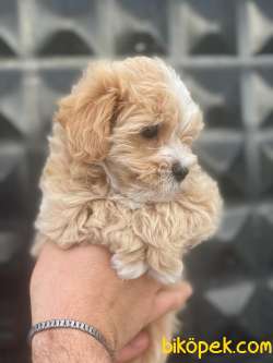 1.KALİTE MALTİPOO BEBEKLER 1