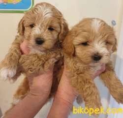 1.KALİTE MALTİPOO YAVRULAR GELMİŞTİR 2