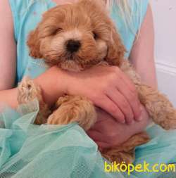 1.KALİTE MALTİPOO YAVRULAR GELMİŞTİR 3