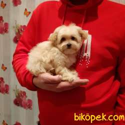 1. KALİTE MALTİPOO YAVRULARIMIZ 2
