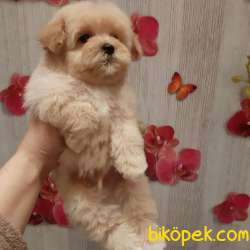 1. KALİTE MALTİPOO YAVRULARIMIZ 1