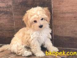 1.Kalite Maltipoo Yavrularımız 5