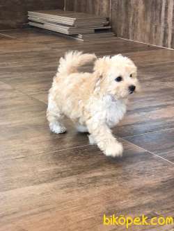 1.Kalite Maltipoo Yavrularımız 2