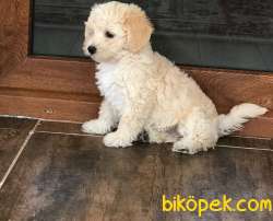 1.Kalite Maltipoo Yavrularımız 4