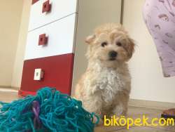 1.Kalite Maltipoo Yavrularımız 3
