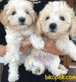 1.Kalite Maltipoo Yavrularımız 1