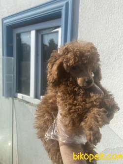 1.KALİTE POODLE 3