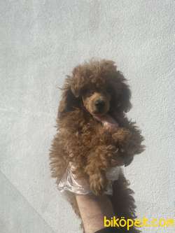 1.KALİTE POODLE 2