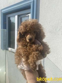 1.KALİTE POODLE 1