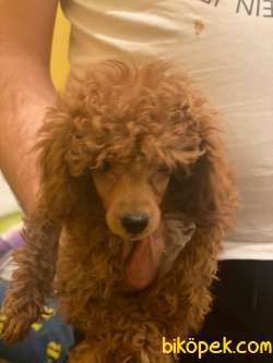 1.KALİTE POODLE BEBEK 3
