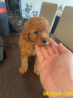 1.KALİTE POODLE BEBEK 2
