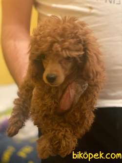 1.KALİTE POODLE BEBEK 1