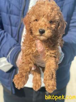 1.KALİTE POODLE YAVRULARIMIZ 3
