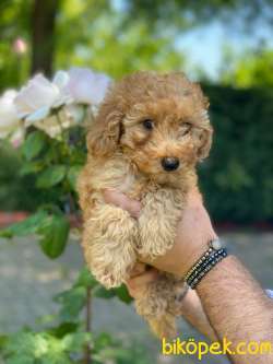 1.KALİTELİ TOY POODLE BEBEKLERİMİZ 1