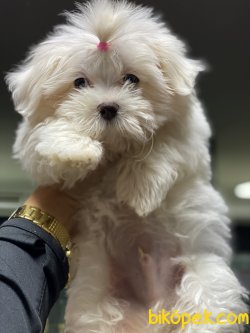 1 Kg Tea Cup Kore Kanı Maltese Terrier Yavrumuz Tinny 1