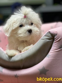 1 Kg Tea Cup Kore Kanı Maltese Terrier Yavrumuz Tinny 2