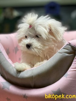 1 Kg Tea Cup Kore Kanı Maltese Terrier Yavrumuz Tinny 4