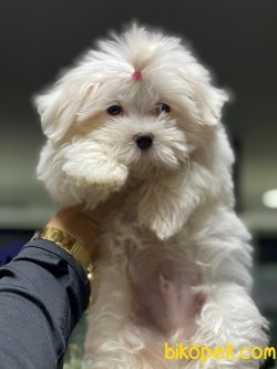 1 Kg Tea Cup Kore Kanı Maltese Terrier Yavrumuz Tinny 5