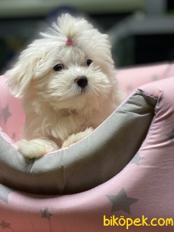 1 Kg Tea Cup Kore Kanı Maltese Terrier Yavrumuz Tinny 3