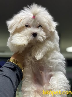 1 Kg Tea Cup Kore Kanı Maltese Terrier Yavrumuz Tinny 4
