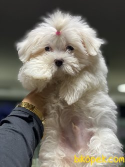 1 Kg Tea Cup Kore Kanı Maltese Terrier Yavrumuz Tinny 1