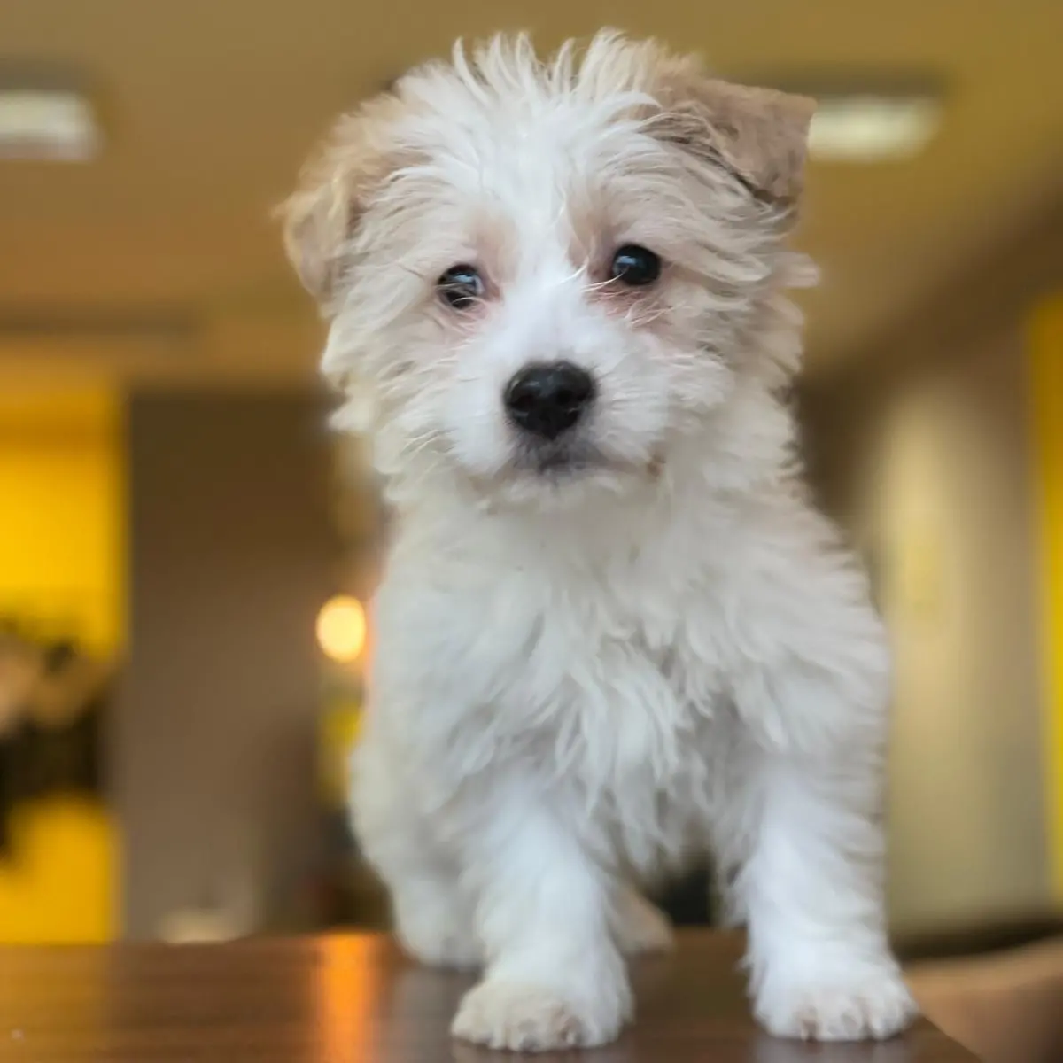 1 Numara Dişi Ve Erkek Terrier Yavrularım 5