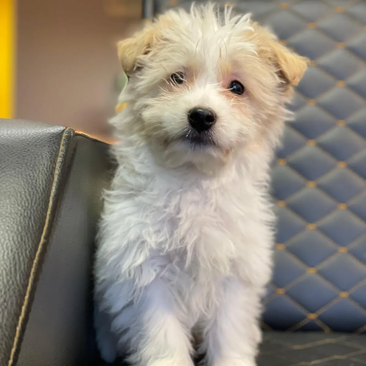 1 Numara Dişi Ve Erkek Terrier Yavrularım 2