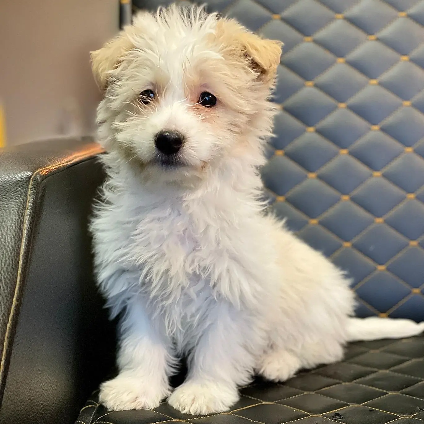 1 Numara Dişi Ve Erkek Terrier Yavrularım 1