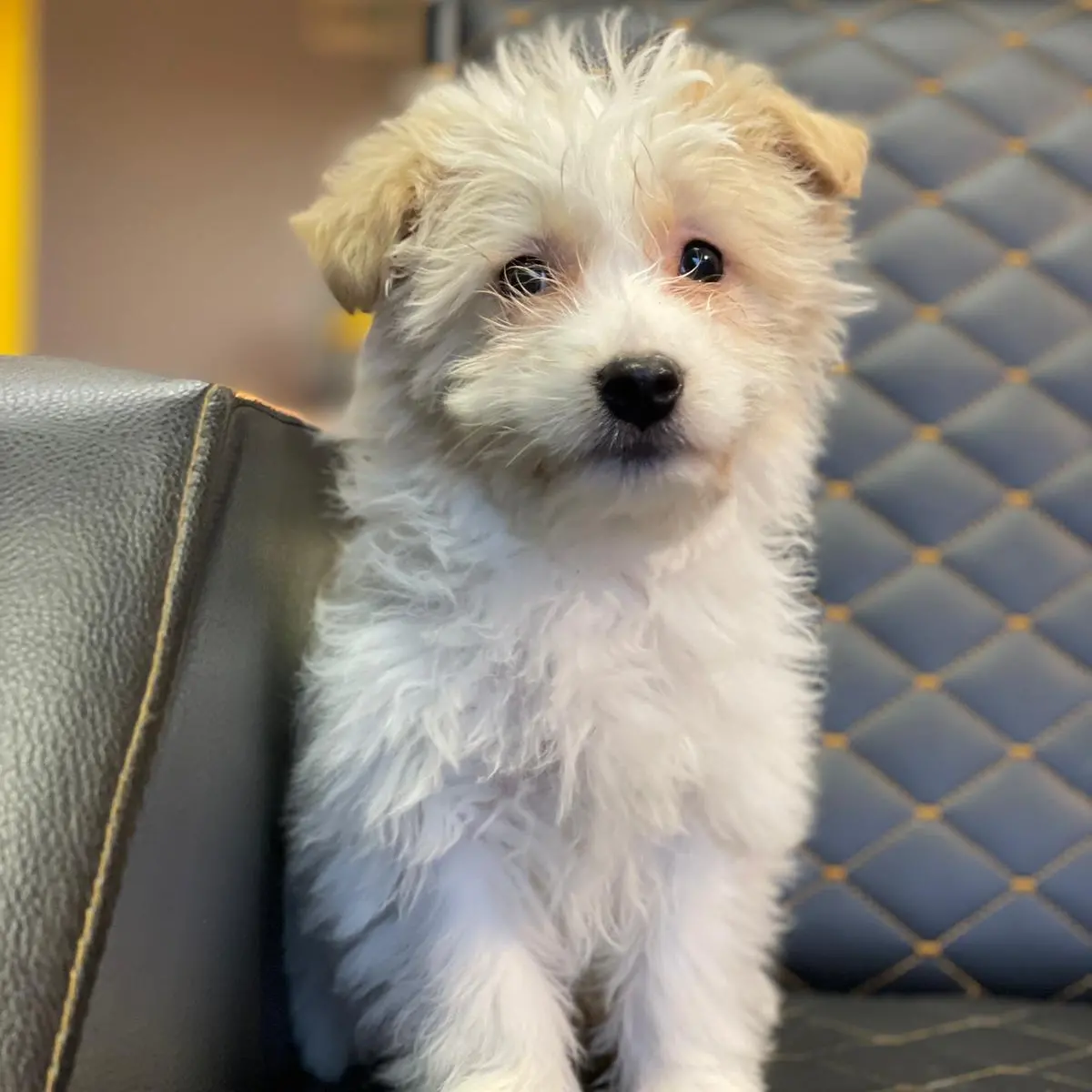 1 Numara Dişi Ve Erkek Terrier Yavrularım 4