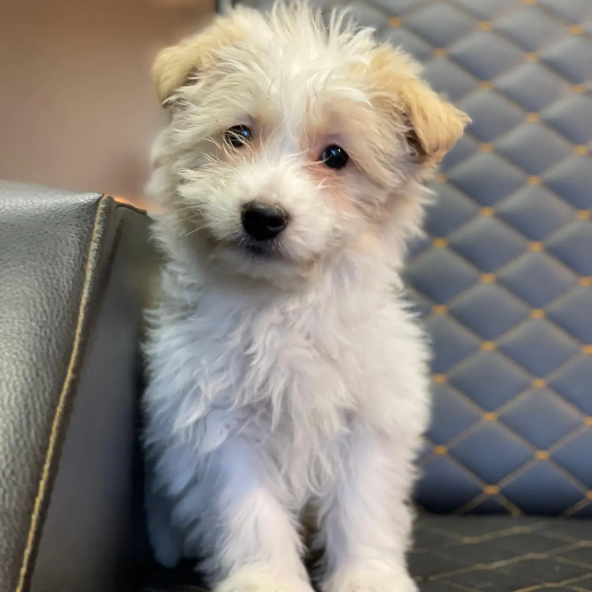 1 Numara Dişi Ve Erkek Terrier Yavrularım 3