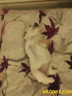 1 Numara Maltese Terrier 2