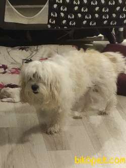 1 Numara Maltese Terrier 3
