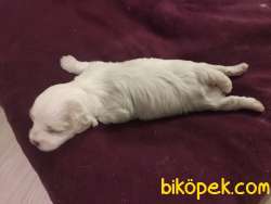 1 Numara Maltese Terrier 1