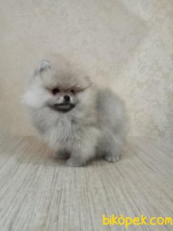 1.sınıf Pomeranianlarımız 1