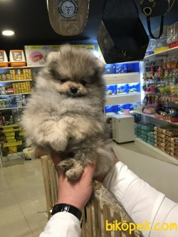 1.sınıf Pomeranianlarımız 2