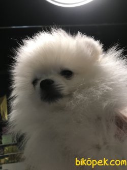 1.sınıf Pomeranianlarımız 3