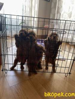 1.sınıf Redbrawn Toypoodle Anne Altından Yavrular 3