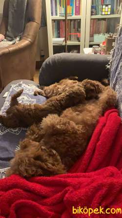 1.sınıf Redbrawn Toypoodle Anne Altından Yavrular 2