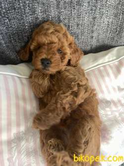 1.sınıf Redbrawn Toypoodle Anne Altından Yavrular 4